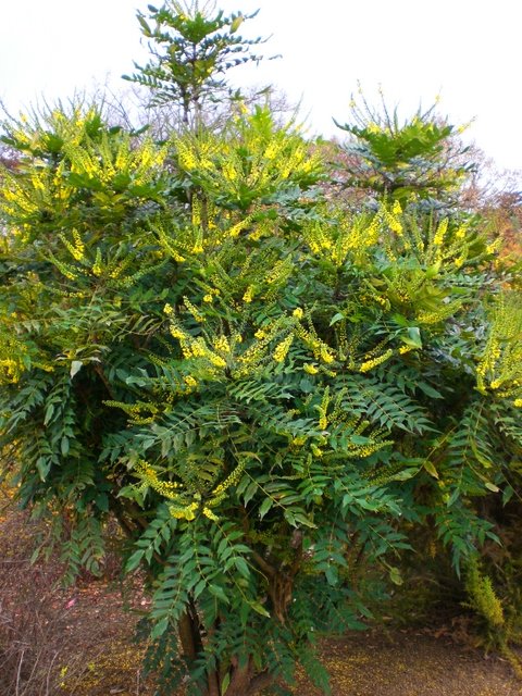 Mahonia bealei fleur